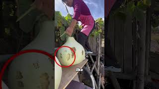 Harvesting 20Pound Gourds from the Rooftop Vines [upl. by Claudio]