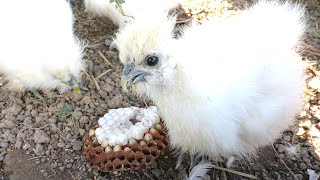 Chicks Unusual Feast Removing a Hornet Nest [upl. by Naillik]