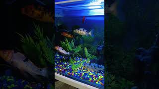 Beautiful Gold fish Fish Aquarium setup Gold Fish tank setup shorts viral fish aquarium [upl. by Ferri]