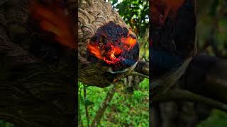 Flamethrower to burn hornet nest shorts hornet [upl. by Trahern659]