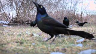 Common Grackle  Feeding in The Wild [upl. by Guildroy]