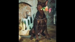 DOBERMANS IZ ZOOSFERY [upl. by Lil]