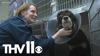 Central Arkansas veterinarians warn of extremely contagious canine flu outbreak [upl. by Labotsirhc]