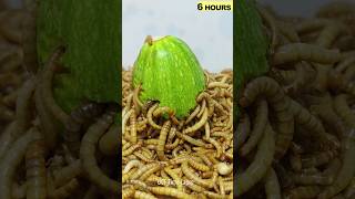 10 000 Mealworms vs zucchini Time lapse [upl. by Lydell]