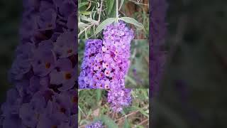 Buddleja davidii “Nanho Purple”  from CHINA to APPENNINO [upl. by Oinimreh251]