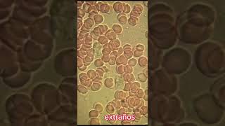 Fagocitosis Macrófago bioanálisis biología inmunología shortsvideo Sangre [upl. by Enilegna]