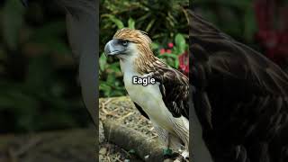 Meet the Majestic Philippine Eagle🦅 [upl. by Auqinihs372]