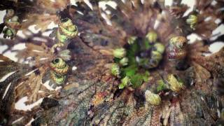 Rose of Jericho [upl. by Roehm]