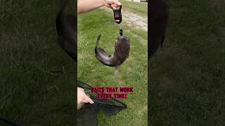 THESE Are Catfish Baits THAT WORK shorts fishing catfish [upl. by Trixi41]