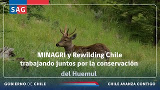 MINAGRI y Rewilding Chile trabajando juntos por la conservación del Huemul [upl. by Benton276]