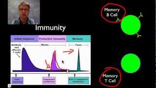 The Immune System [upl. by Ysset]