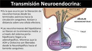 Comunicación Intercelular Resumen [upl. by Etnoled54]