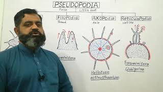 Types of Pseudopodia English medium profmasoodfuzail Pseudopodia  Anatomy of Pseudopodia [upl. by Gorton]