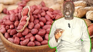 🥜 Ndiarignou Guérté kémb ou Les vertus de L arachide de bouche  Pr Ousmane Ndiaye  SAMA XALAAT TV [upl. by Iluj588]