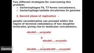 T4 phage DNA replication [upl. by Yllas]