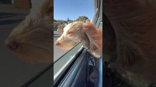 Labradoodle life dogshorts labradoodles cruising windinmyhair sunshine doglovescar [upl. by Armilda]