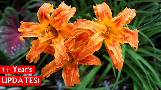 Beautiful SUMMER Lily  Daylilies How To Plant GROW amp CARE [upl. by Walli956]