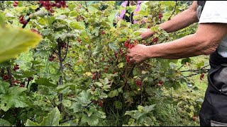 « Vin » de groseille  moins de nectar à cause du mauvais temps [upl. by Hnaht]