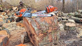 Husqvarna 592xp 288xp cutting big hard oak [upl. by Affay]