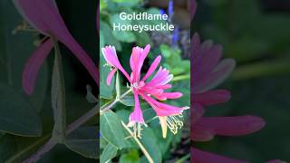 My Goldflame Honeysuckle [upl. by Layla]