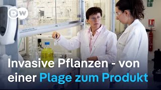 Wie invasive Pflanzen für die Industrie genutzt werden können  DW Nachrichten [upl. by Sinegra]