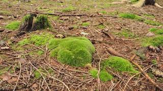 Leucobryum sp 201018 [upl. by Lenor]