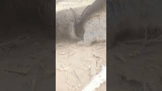 The Baby Wild Rabbits are so lovely animal pets bunny rabbite love [upl. by Naesal250]