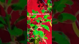 12 November ko hota hota hai 🙏🪔🕉 astrology vastu vastutips trending viralvideo famousshorts [upl. by Pulling]