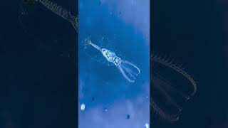 How rotifer look like [upl. by Eux868]