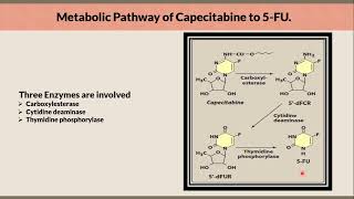 Mechanism of Action of Capecitabine  Xeloda in a nutshell [upl. by Anaitsirc]