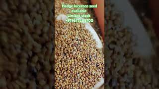 HEDGE LUCERNE  VELIMASAL  Desmanthus virgatus goat seeds cattlefeed [upl. by Ennovehc]