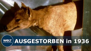 WIEDERENTDECKTE AUFNAHMEN Sensationelle Bilder vom letzten Tasmanischen Tiger veröffentlicht [upl. by Jodie]