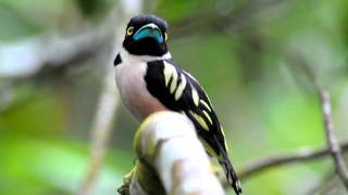 Black amp Yellow Broadbill [upl. by Carline]