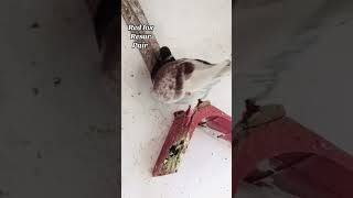 Red Fox Racer Pair Masha Allah 🤗😎😱  Waoowww🤯 😱😎 racerkabootar pigeon shortvideo racerkabutar [upl. by Siram]