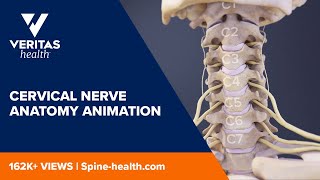 Cervical Nerve Anatomy Animation [upl. by Ardnekan]