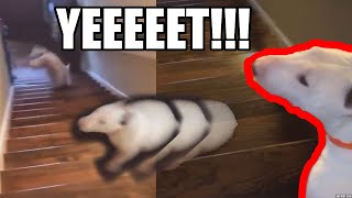 Doggo YEETS Staircase  White Bull Terrier Jump TikTok Meme [upl. by Assylla]