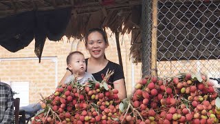 Single Mom Farm  Harvesting Lychee Fruit Garden Goes to the market sell  Gardening  Lý Thị Ca [upl. by Anola]