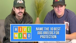 Guessing The 10 Best Dog Breeds For Protection [upl. by Antonius102]