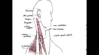 Cavité buccale oropharynx et glandes salivaires [upl. by Armmat21]