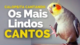 Calopsita Cantando os MELHORES CANTOS de Calopsitas Para Ensinar sua Calopsitas  ATUALIZADO [upl. by Hamilton]