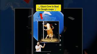 OMG Giant Cow In Real on Google maps and Google Earth shorts vairalshorts would358 [upl. by Gladys]