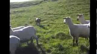 Illawarra Chief  Working Kelpie mustering sheep July 2012 [upl. by Andreana]