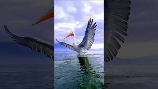 pelican birds landing on water wild nature videos  wildlife [upl. by Alimak]