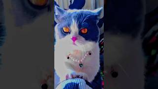 What about your CAT 😺 cat catlover kitten cute kucinglucu pet funny animal edit tiktok [upl. by Atinomar]