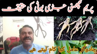 pareem jari boti ki haqiqat jadoo gar amil as se kia karte hain herbal [upl. by Regnig]