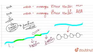 Assertion The prokaryotic mRNA is polycistronic and specifies more than one polypeptide Reason [upl. by Dlarej200]