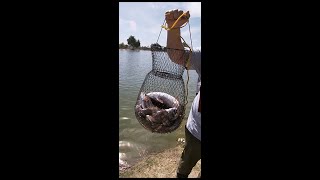 Fishing At Guasti Regional Park [upl. by Enahs]