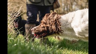 The Field Trial Dog [upl. by Maclean]