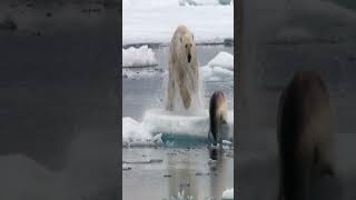 Polar Bear Hunts a Seal Awesome Video [upl. by Jonell551]