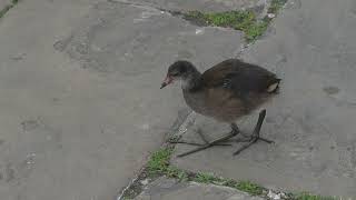 Young Moorhens in the fountain [upl. by Bonny]